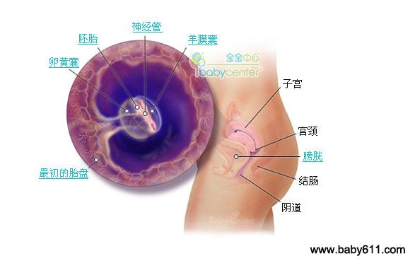 怀孕3个月肚子多大,怀孕三个月肚子大小的变化与个体差异