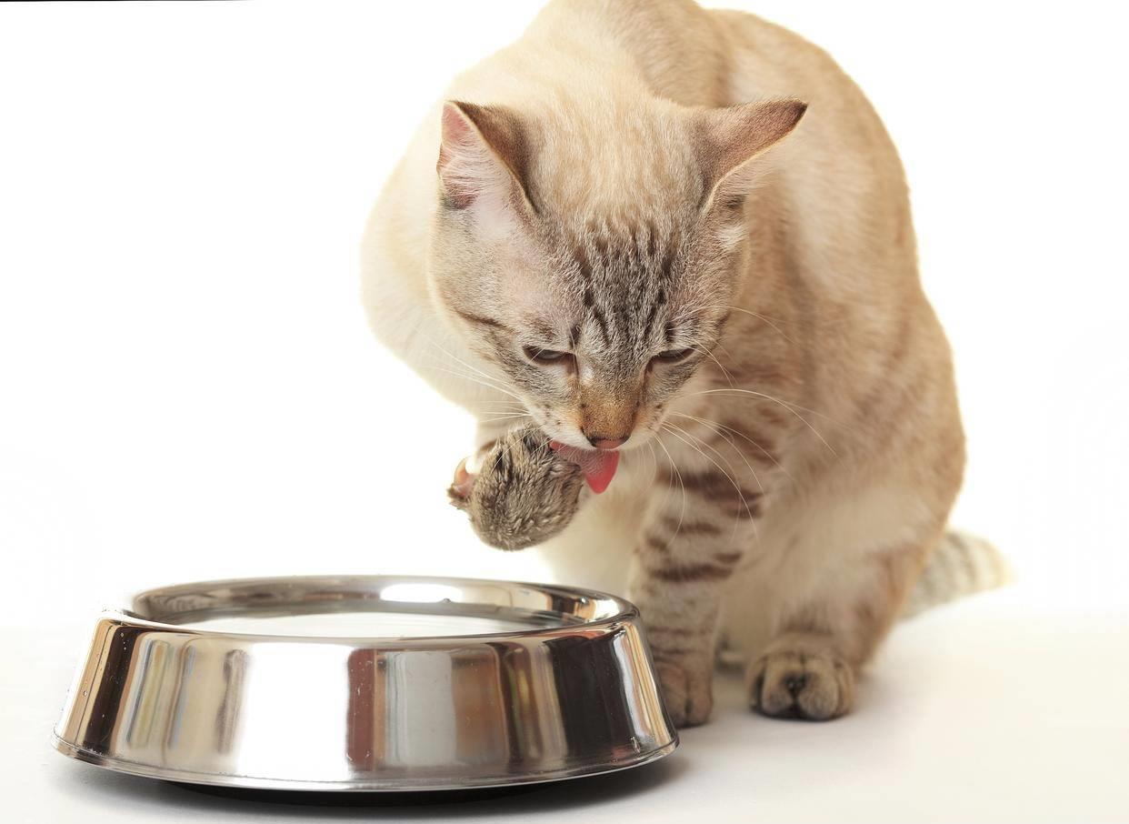 3个月的小猫吃什么,三个月大的小猫的饮食指南，它们应该吃什么？