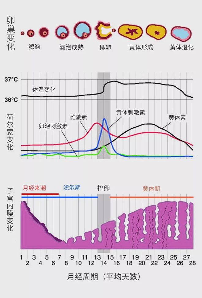 一个月的排卵期有几天,探究一个月的排卵期天数，女性生理周期中的关键时期