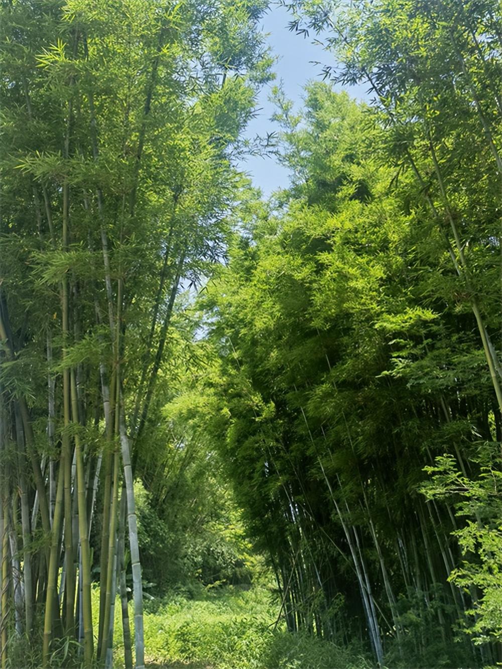 广东省村庄整治规划,广东省村庄整治规划，重塑乡村风貌，推动可持续发展