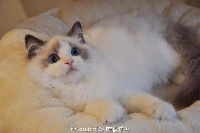 广东省博物馆波斯猫,广东省博物馆与波斯猫，一段跨越文化与物种的奇妙缘分