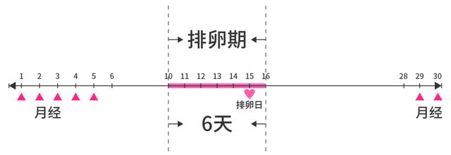 一个月会不会排卵两次,一个月会不会排卵两次？关于月经周期与排卵的探讨