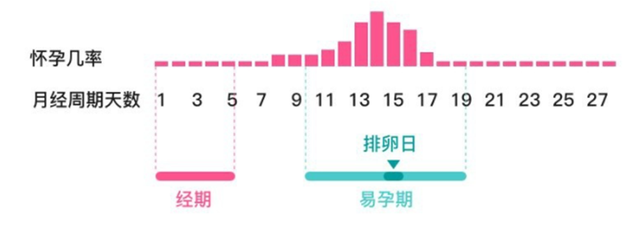 正常怀孕几个月,正常怀孕几个月，深入了解孕期周期