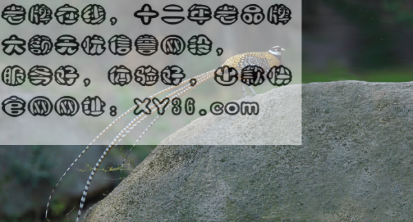 管家婆一码中一肖2024|宽厚释义解释落实,管家婆一码中一肖与宽厚释义，探索、解释与落实